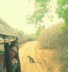 Samantha the leopard